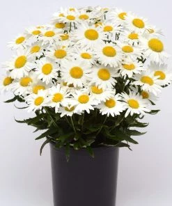 Roots Plants Leucanthemum 'Madonna' | Shasta Daisy