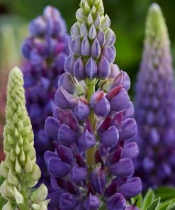 Roots Plants Lupin Legendary 'Shades Of Blue' Perennials
