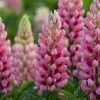 Roots Plants Lupin Legendary 'Shades Of Pink' | 1L Pot 2 Roots Plants Lupin Legendary 'Shades Of Pink' | 1L Pot