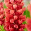 Roots Plants Lupin Legendary 'Shades Of Red' 1 Roots Plants Lupin Legendary 'Shades Of Red'