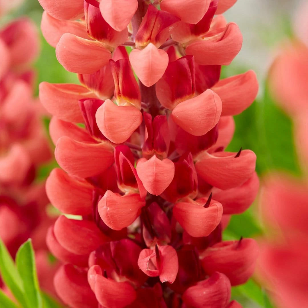 Roots Plants Lupin Legendary 'Shades Of Red' 3 Roots Plants Lupin Legendary 'Shades Of Red'