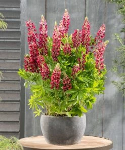 Roots Plants Lupin Legendary 'Shades Of Red'