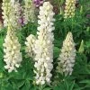 Roots Plants Lupin Legendary 'Shades Of White' Perennials 2 Roots Plants Lupin Legendary 'Shades Of White' Perennials