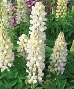 Roots Plants Lupin Legendary'Shades Of White' Perennials