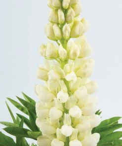 Roots Plants Lupin Legendary 'Shades Of White' Perennials 5 Roots Plants Lupin Legendary 'Shades Of White' Perennials
