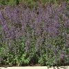 Roots Plants Catmint 'Faassenii' | Nepeta | 10.5cm Pot
