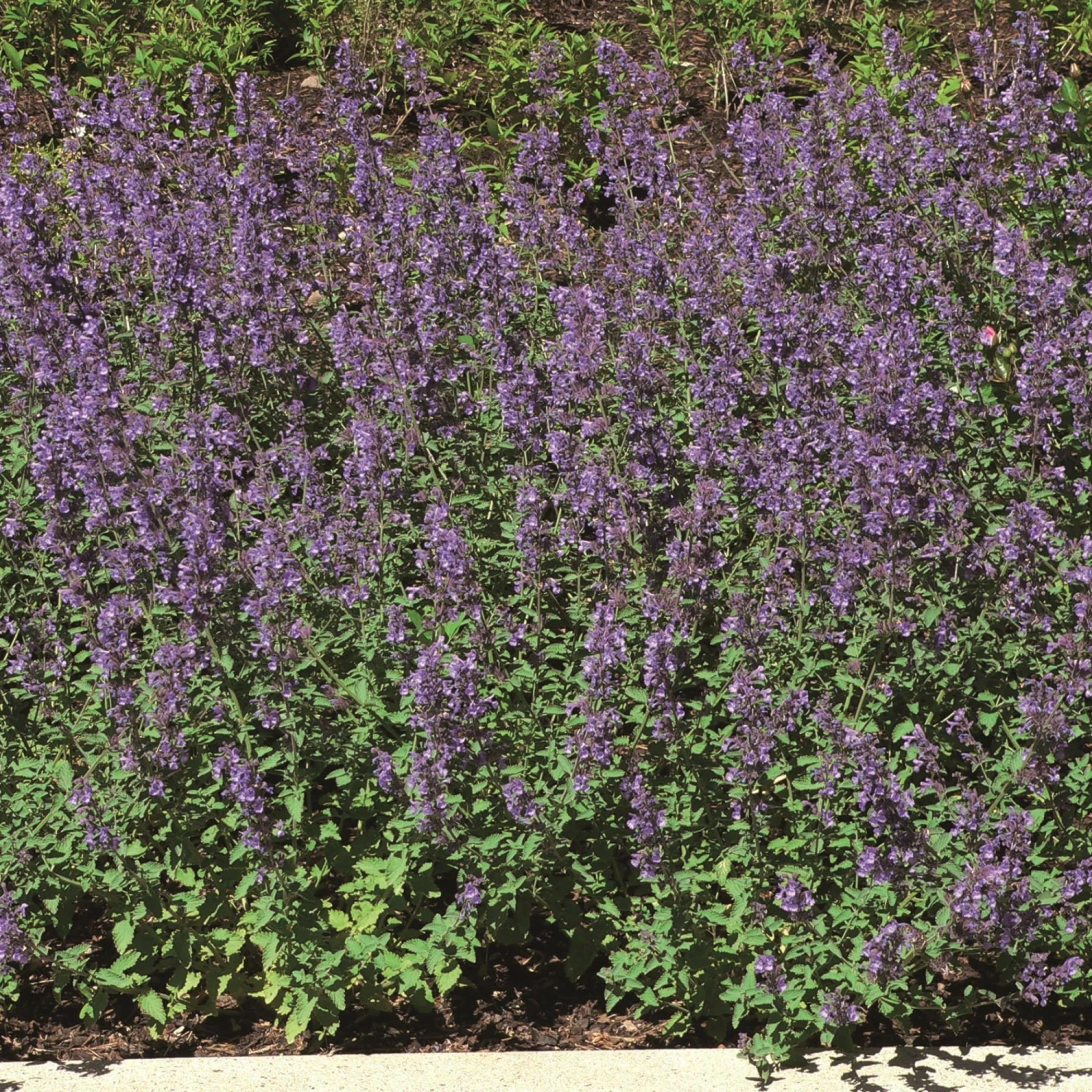Roots Plants Catmint 'Faassenii' | Nepeta | 10.5cm Pot 3 Roots Plants Catmint 'Faassenii' | Nepeta | 10.5cm Pot