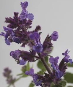 Roots Plants Catmint 'Faassenii' | Nepeta | 10.5cm Pot
