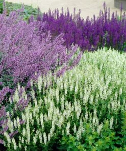 Roots Plants Catmint 'Faassenii' | Nepeta | 10.5cm Pot 7 Roots Plants Catmint 'Faassenii' | Nepeta | 10.5cm Pot