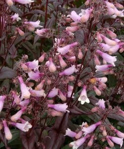 Roots Plants Perennials Penstemon 'Dark Towers' | 1L Pot