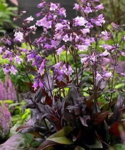 Roots Plants Perennials Penstemon 'Pristine Lilac Purple' | 10.5cm Pot 6 Roots Plants Perennials Penstemon 'Pristine Lilac Purple' | 10.5cm Pot