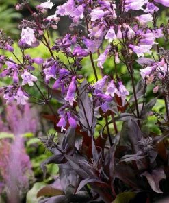 Roots Plants Perennials Penstemon 'Pristine Lilac Purple' | 10.5cm Pot 7 Roots Plants Perennials Penstemon 'Pristine Lilac Purple' | 10.5cm Pot