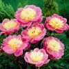 Roots Plants Peony 'Bowl Of Beauty' | 3L Pot Perennials 2 Roots Plants Peony 'Bowl Of Beauty' | 3L Pot Perennials
