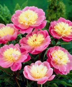 Roots Plants Peony 'Bowl Of Beauty' | 3L Pot Perennials