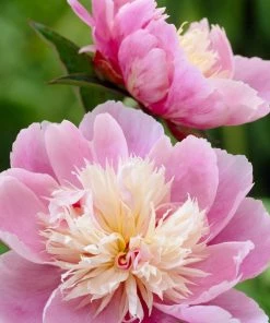 Roots Plants Peony 'Bowl Of Beauty' | 3L Pot Perennials 7 Roots Plants Peony 'Bowl Of Beauty' | 3L Pot Perennials