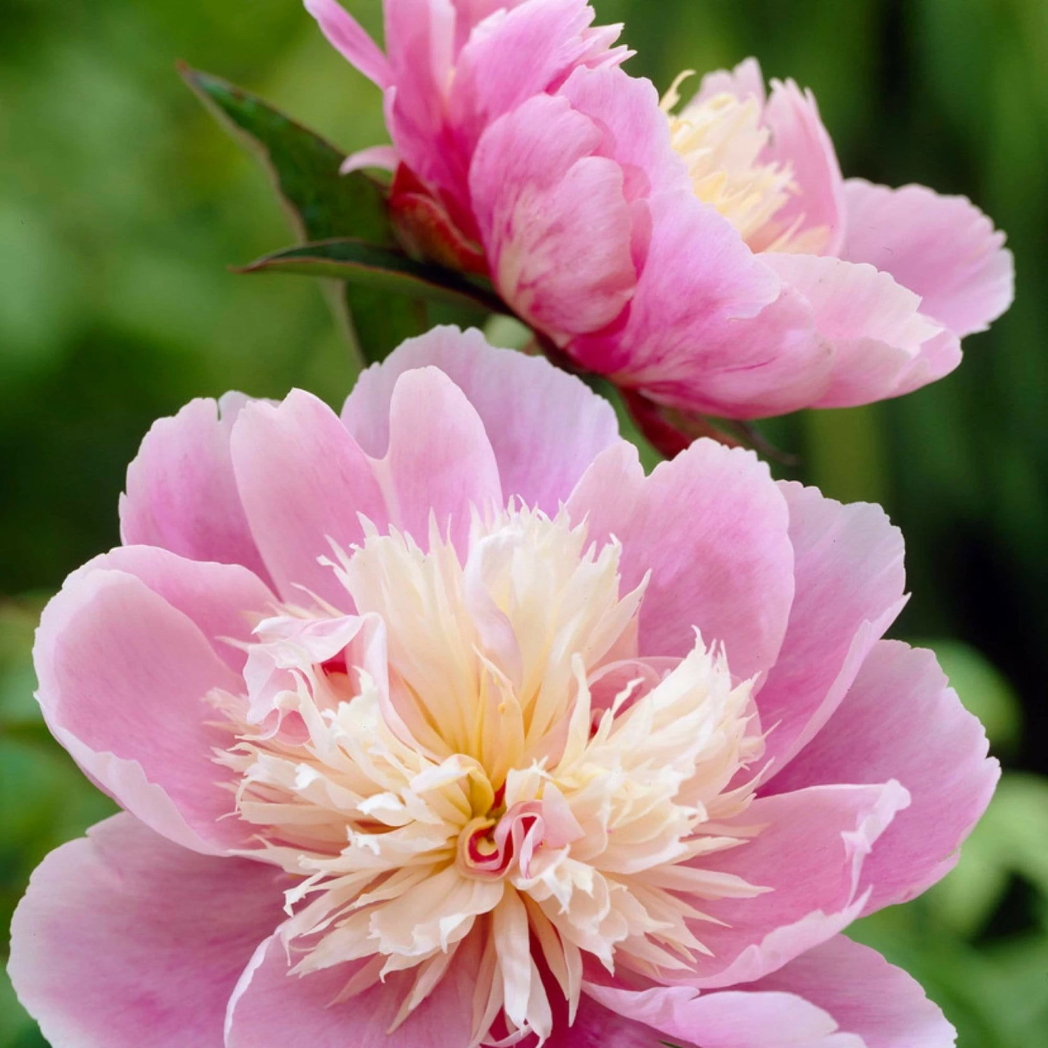 Roots Plants Peony 'Bowl Of Beauty' | 3L Pot Perennials 5 Roots Plants Peony 'Bowl Of Beauty' | 3L Pot Perennials