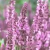 Roots Plants Perennials Salvia 'Fashionista Pretty In Pink' | 10.5cm Pot 1 Roots Plants Perennials Salvia 'Fashionista Pretty In Pink' | 10.5cm Pot