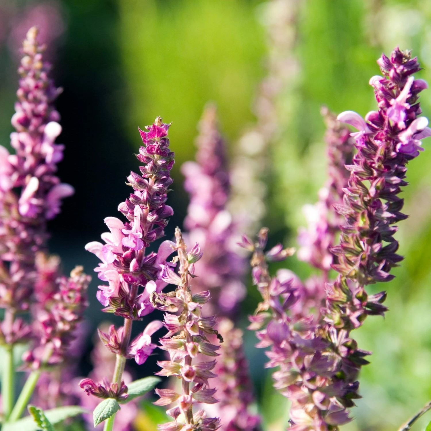 Roots Plants Salvia 'Rose Marvel' Perennials 4 Roots Plants Salvia 'Rose Marvel' Perennials