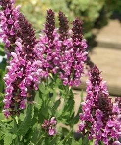 Roots Plants Mixed Flowering Perennial Plants | Extra Value Pack Perennials 21 Roots Plants Mixed Flowering Perennial Plants | Extra Value Pack Perennials