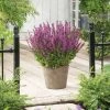 Roots Plants Salvia 'Synchro Pink' | 10.5cm Pot Perennials