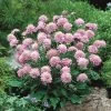 Roots Plants Scabiosa 'Pink Diamonds' | 10.5cm Pot Perennials