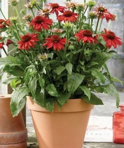 Roots Plants Echinacea 'Sombrero Salsa Red'