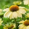 Roots Plants Echinacea 'Sombrero Lemon Yellow' Perennials 2 Roots Plants Echinacea 'Sombrero Lemon Yellow' Perennials