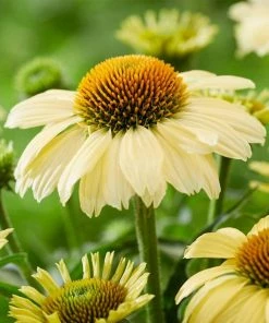 Roots Plants Echinacea'Sombrero Lemon Yellow' Perennials