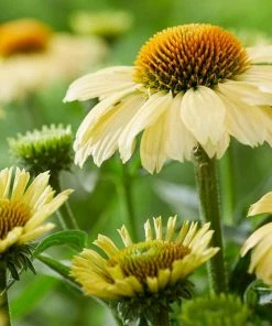 Roots Plants Echinacea 'Sombrero Lemon Yellow' Perennials 6 Roots Plants Echinacea 'Sombrero Lemon Yellow' Perennials