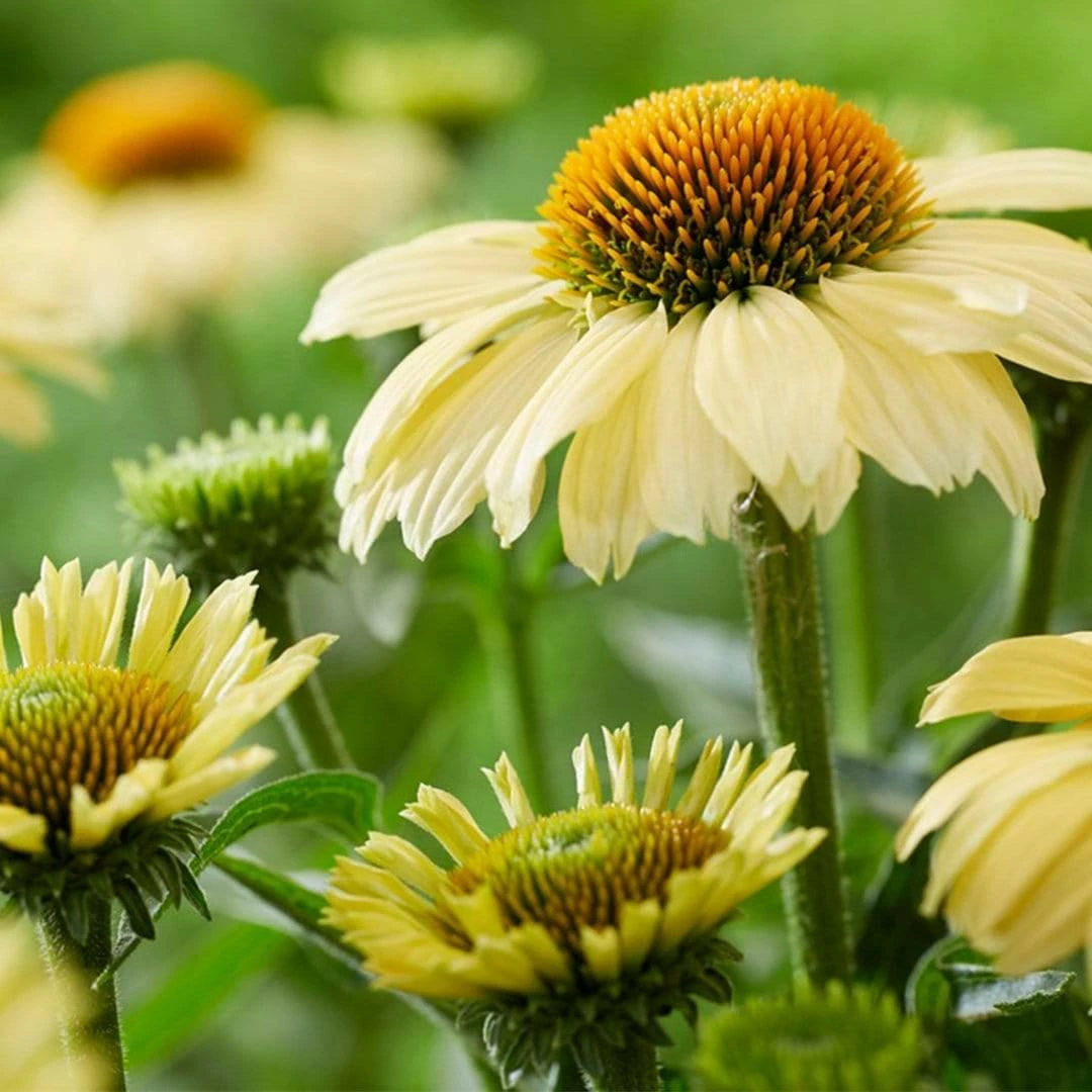 Roots Plants Echinacea 'Sombrero Lemon Yellow' Perennials 4 Roots Plants Echinacea 'Sombrero Lemon Yellow' Perennials