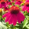 Roots Plants Echinacea 'Sombrero Rose' Perennials 2 Roots Plants Echinacea 'Sombrero Rose' Perennials