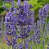 Roots Plants Lavender 'Folgate' | 2L Pot Perennials 1 Roots Plants Lavender 'Folgate' | 2L Pot Perennials