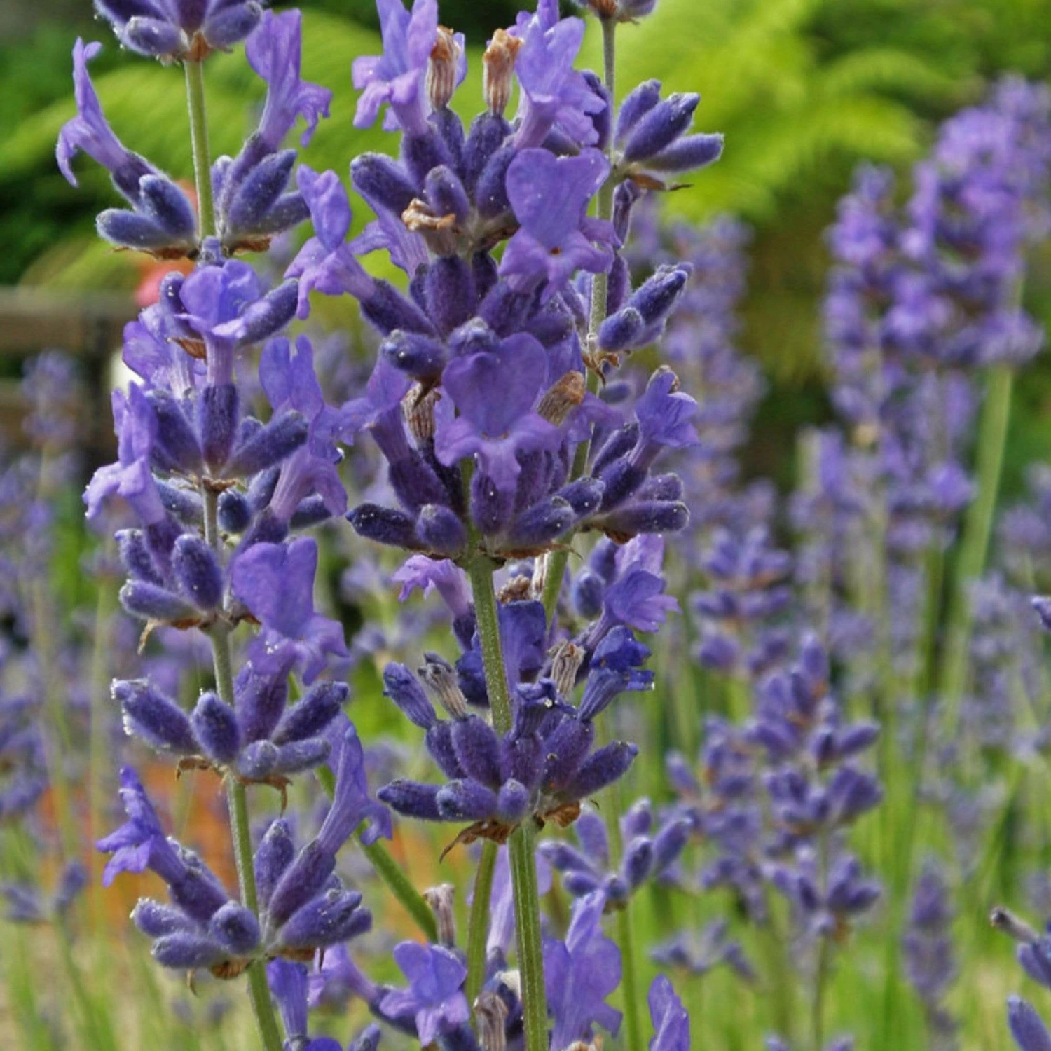 Roots Plants Lavender 'Folgate' | 2L Pot Perennials 3 Roots Plants Lavender 'Folgate' | 2L Pot Perennials