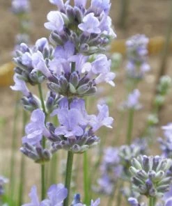 Roots Plants 15 Lavender 'Munstead' | Plug Plants Perennials
