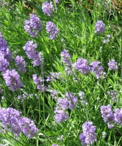 Roots Plants Perennials 15 Lavender Collection | Plug Plants 10 Roots Plants Perennials 15 Lavender Collection | Plug Plants