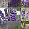Roots Plants Perennials Lavender Collection | 4 X 2L Pots 1 Roots Plants Perennials Lavender Collection | 4 X 2L Pots