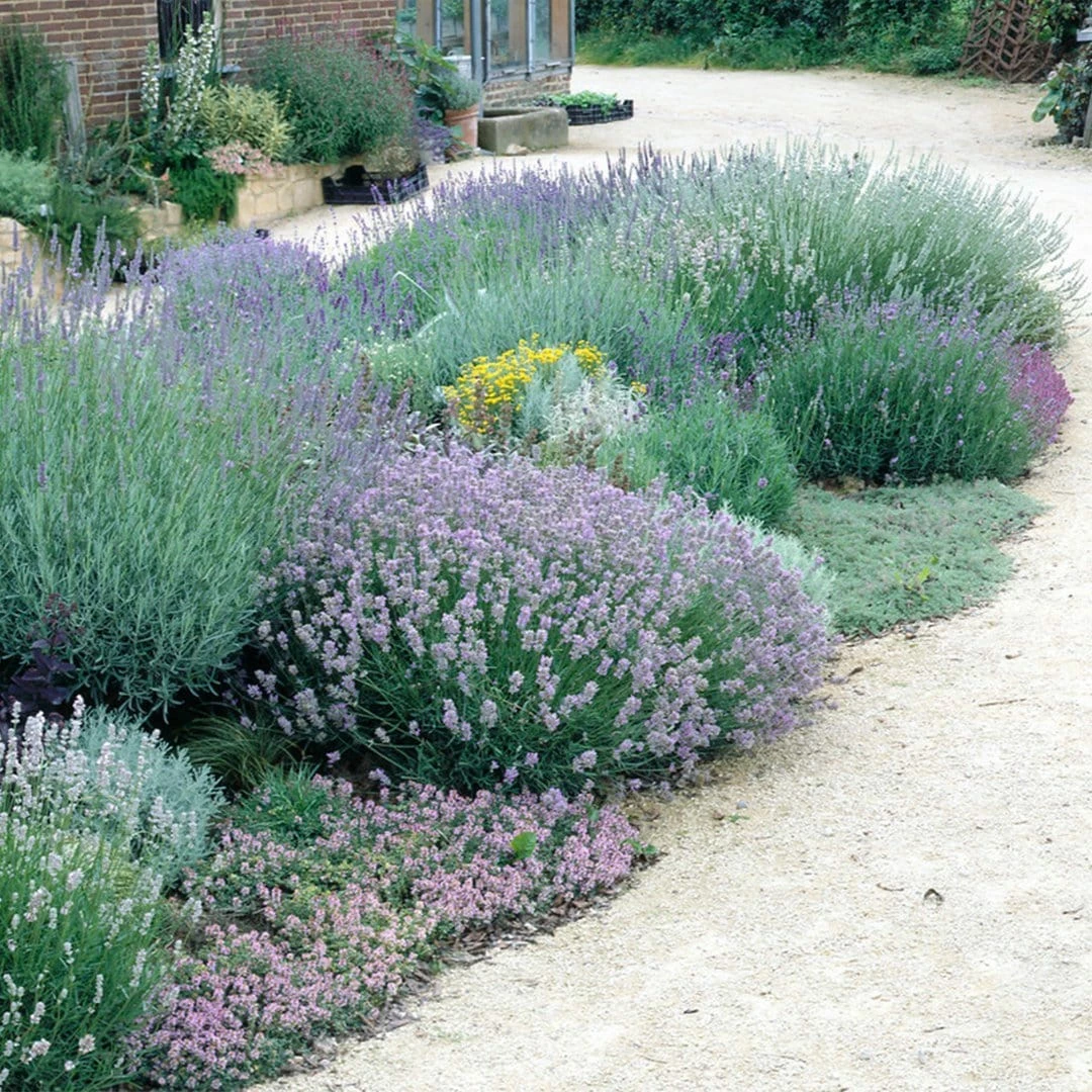 Roots Plants Perennials 15 Lavender Collection | Plug Plants 4 Roots Plants Perennials 15 Lavender Collection | Plug Plants