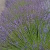 Roots Plants 15 Lavender 'Grosso' | Plug Plants Perennials 1 Roots Plants 15 Lavender 'Grosso' | Plug Plants Perennials