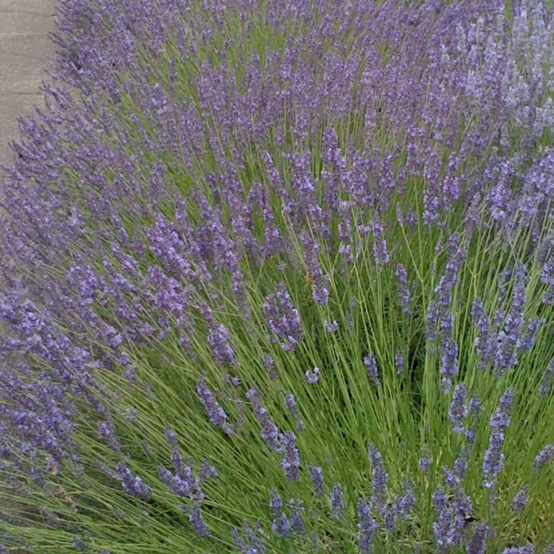 Roots Plants Perennials 15 Lavender Collection | Plug Plants 7 Roots Plants Perennials 15 Lavender Collection | Plug Plants