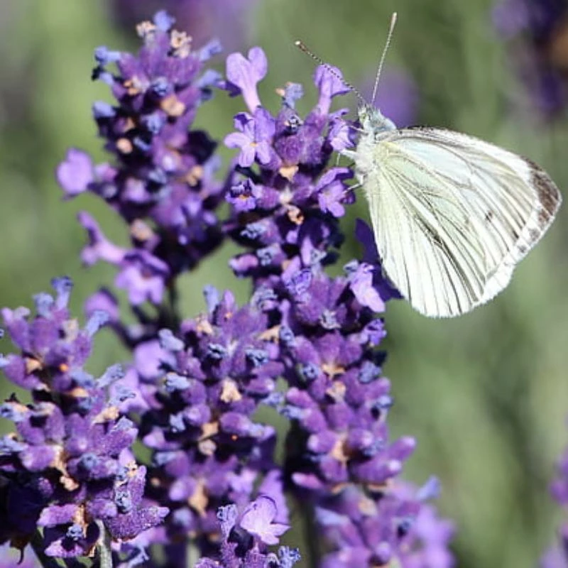 Roots Plants Lavender 'Grosso' 4 Roots Plants Lavender 'Grosso'