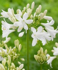 Roots Plants Agapanthus 'Ever White' 3L Pot Perennials