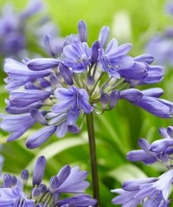 Roots Plants Agapanthus 'Ever Sapphire' 3L Pot