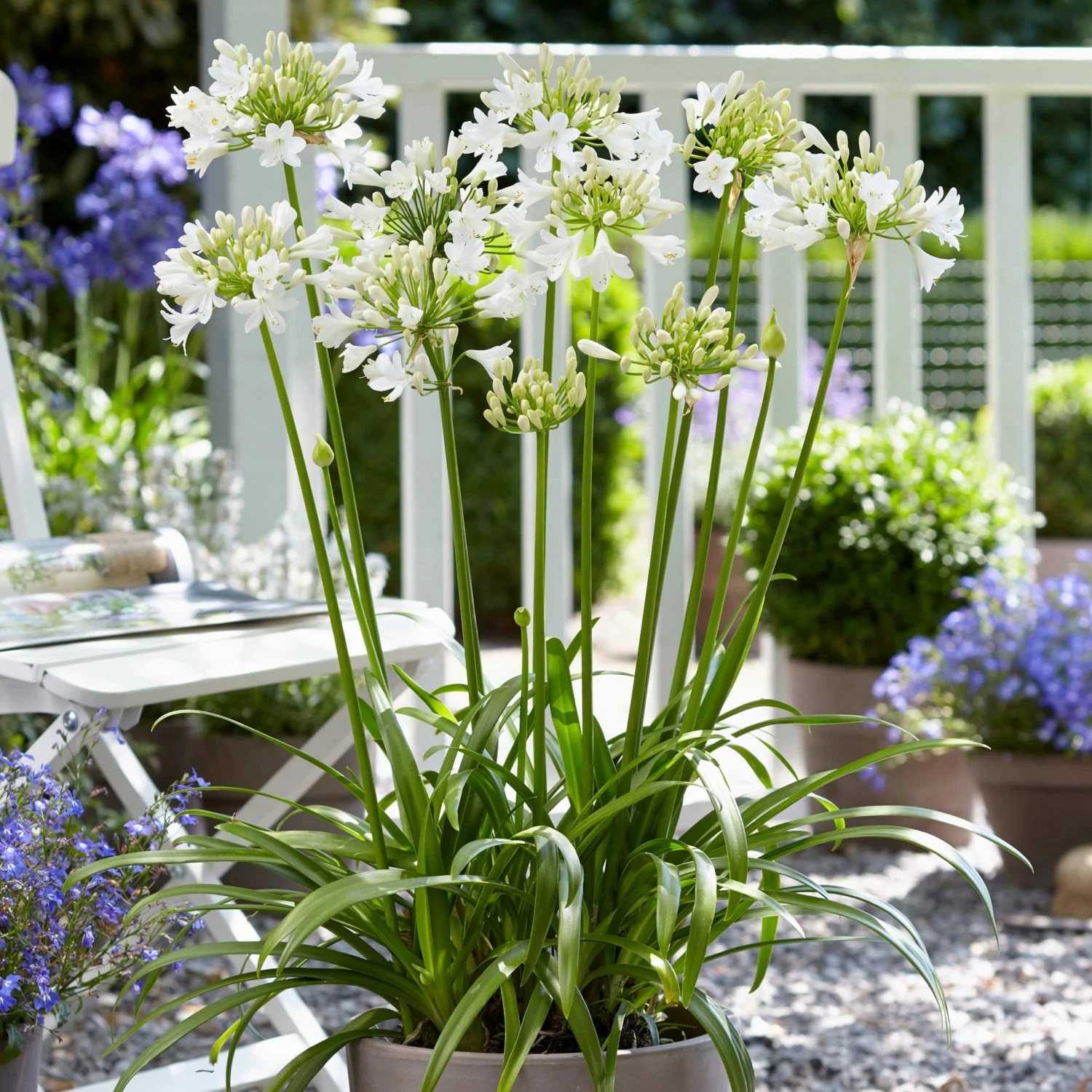Roots Plants Agapanthus 'Ever White' 3L Pot Perennials 5 Roots Plants Agapanthus 'Ever White' 3L Pot Perennials