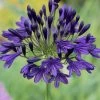 Roots Plants Perennials Agapanthus 'Royal Velvet' 3L Pot