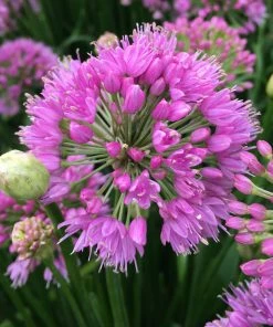 Roots Plants Allium Millenium' 3L Pot