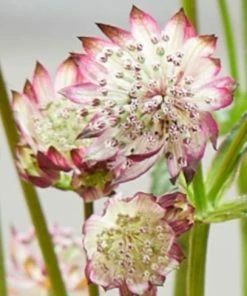 Roots Plants Perennials Astrantia 'Sparkling Stars Pink' 3L Pot