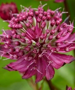 Roots Plants Astrantia 'Sparkling Stars Red' Perennials