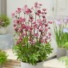 Roots Plants Astrantia 'Sparkling Stars Red' Perennials 1 Roots Plants Astrantia 'Sparkling Stars Red' Perennials
