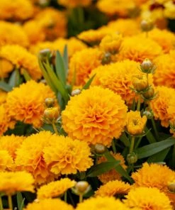 Roots Plants Perennials Coreopsis 'Golden Sphere' 3L Pot 7 Roots Plants Perennials Coreopsis 'Golden Sphere' 3L Pot