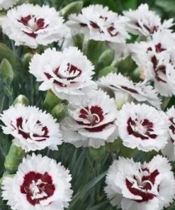 Roots Plants Dianthus Scented 'Coconut Sundae' 2L Pot Perennials